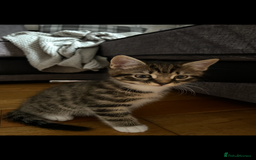 Mixed Breed cats for sale: 2 male kittens for sale  - Image 7