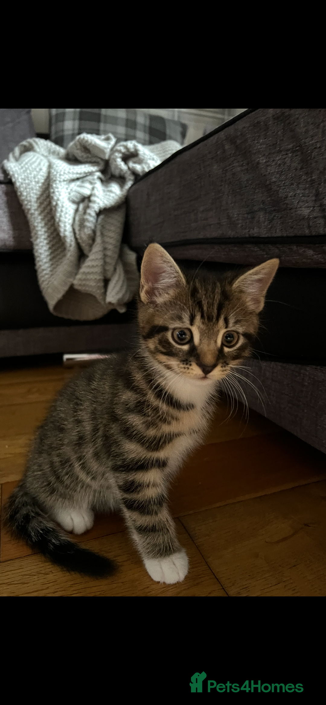 Mixed Breed cats for sale: 2 male kittens for sale  - Image 7