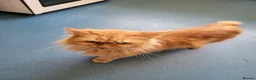 Mixed Breed cats for sale: Beautiful kittens in Cambridge - Advert 1