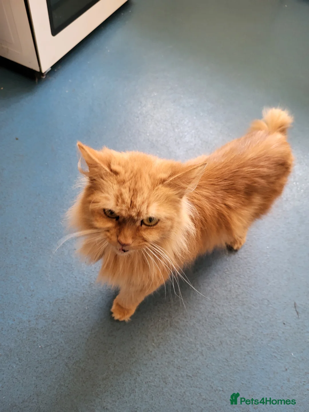Mixed Breed cats for sale: Beautiful kittens in Cambridge - Advert 1