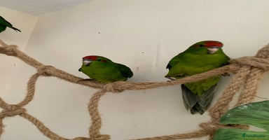 Parakeets birds - Advert 1
