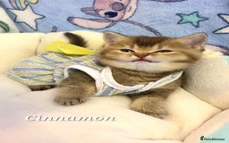 British Shorthair cats for sale: Pure Pedigree British Shorthair  - Image 11
