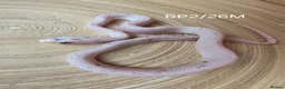 Corn Snake reptiles for sale: Palmetto and caramel palmetto corn snakes  - Advert 9