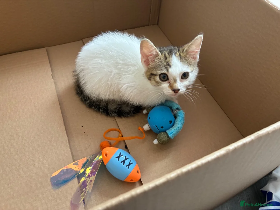 British Shorthair cats for sale: Kitten in Telford - Advert 1