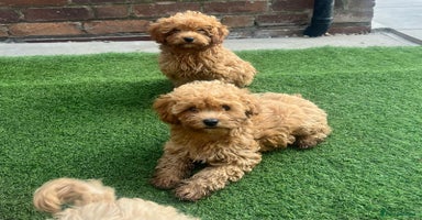 Cockapoo dogs - Advert 7