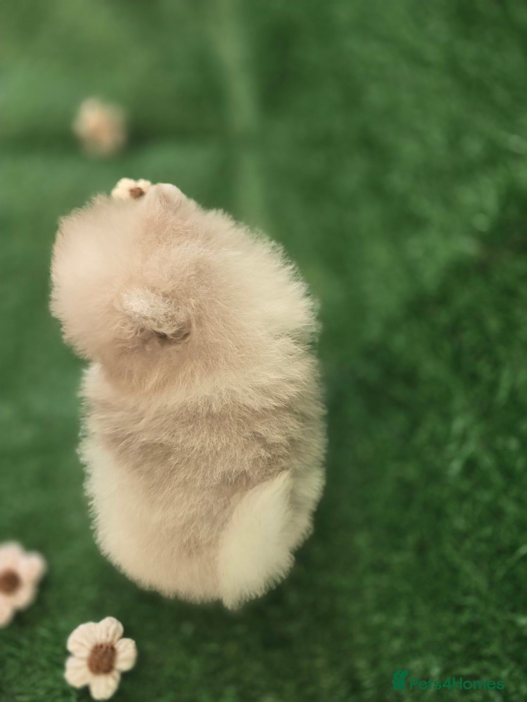 Pomeranian dogs for sale: 💜Lavender lilac chocolate merle exceptional poms - Advert 16