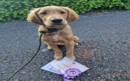 Golden Retriever dogs for stud: Raystone Westnab (Chase), Working, Family Pet  - Advert 14