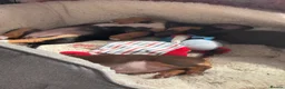 Jack Russell dogs for sale: Wonderful Jack Russells - Advert 8