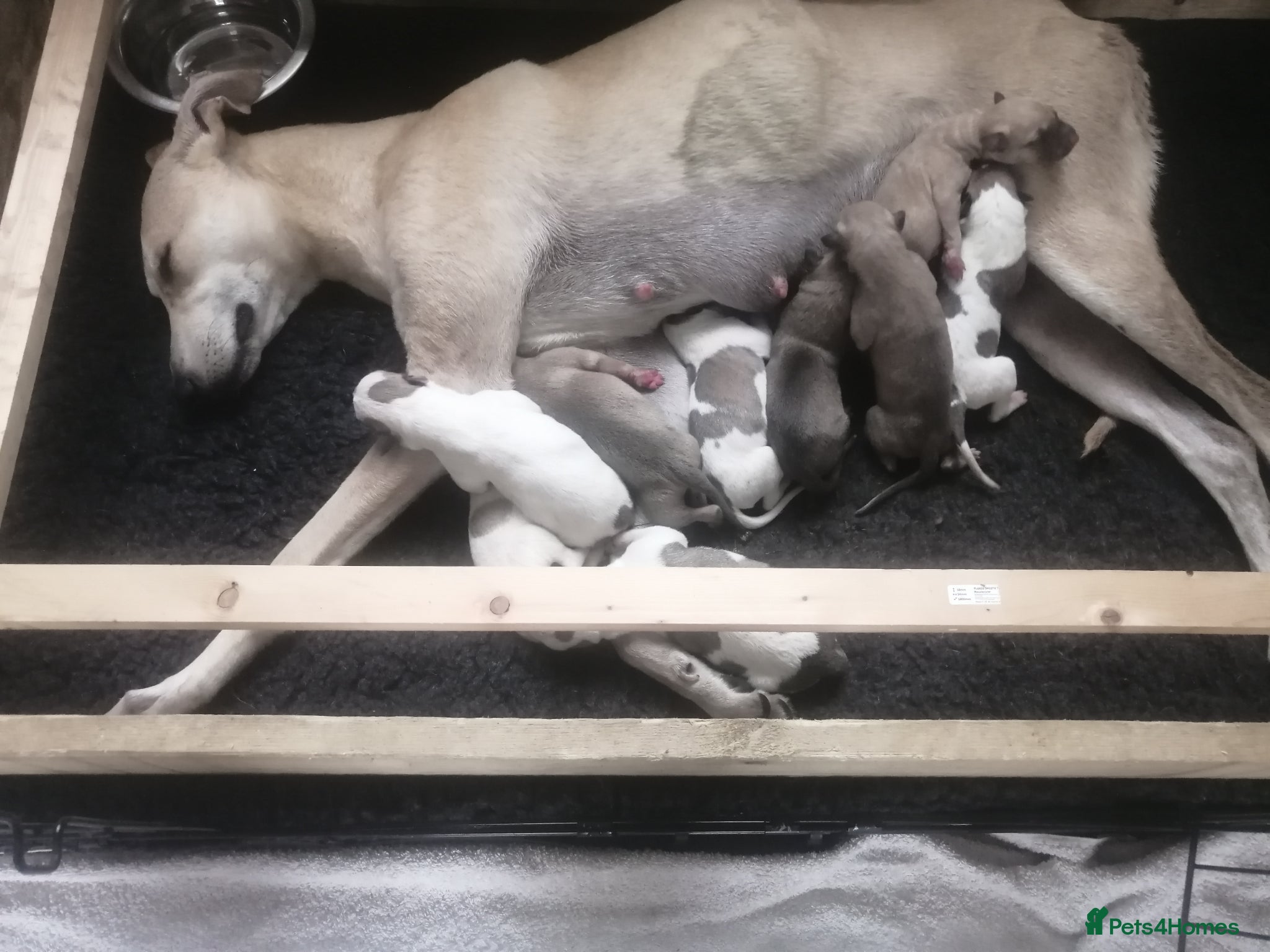 Mixed Breed dogs for sale: Saluki whippet greyhound - Advert 12
