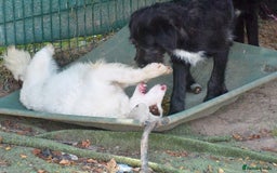 English Setter dogs for adoption: Pumuki  - Image 3