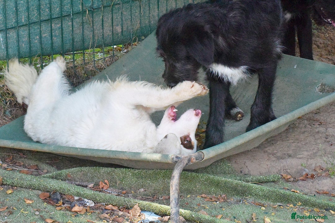 English Setter dogs for adoption: Pumuki  - Image 3