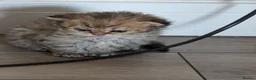 Scottish Fold cats for sale: Scottish Fold X Selkirk Rex  - Advert 3