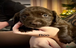 Cocker Spaniel dogs for sale: Beautiful Working Cocker Spaniels! - Advert 7