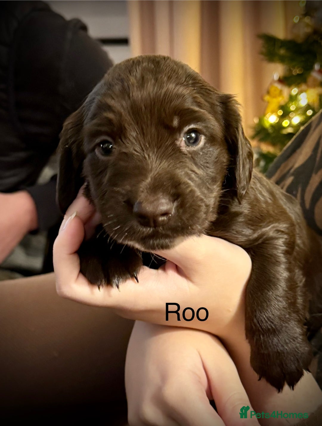 Cocker Spaniel dogs for sale: Beautiful Working Cocker Spaniels! - Advert 7