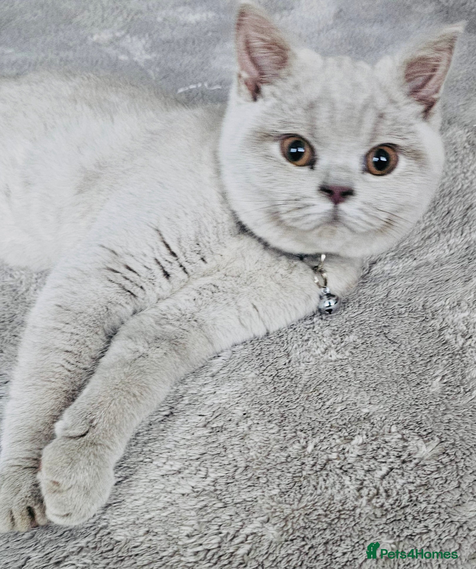 British Shorthair cats Beautiful Rare Fawn Lilac British Shorthair Girl! - Advert 2