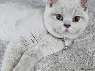 British Shorthair cats Beautiful Rare Fawn Lilac British Shorthair Girl! - Advert 2