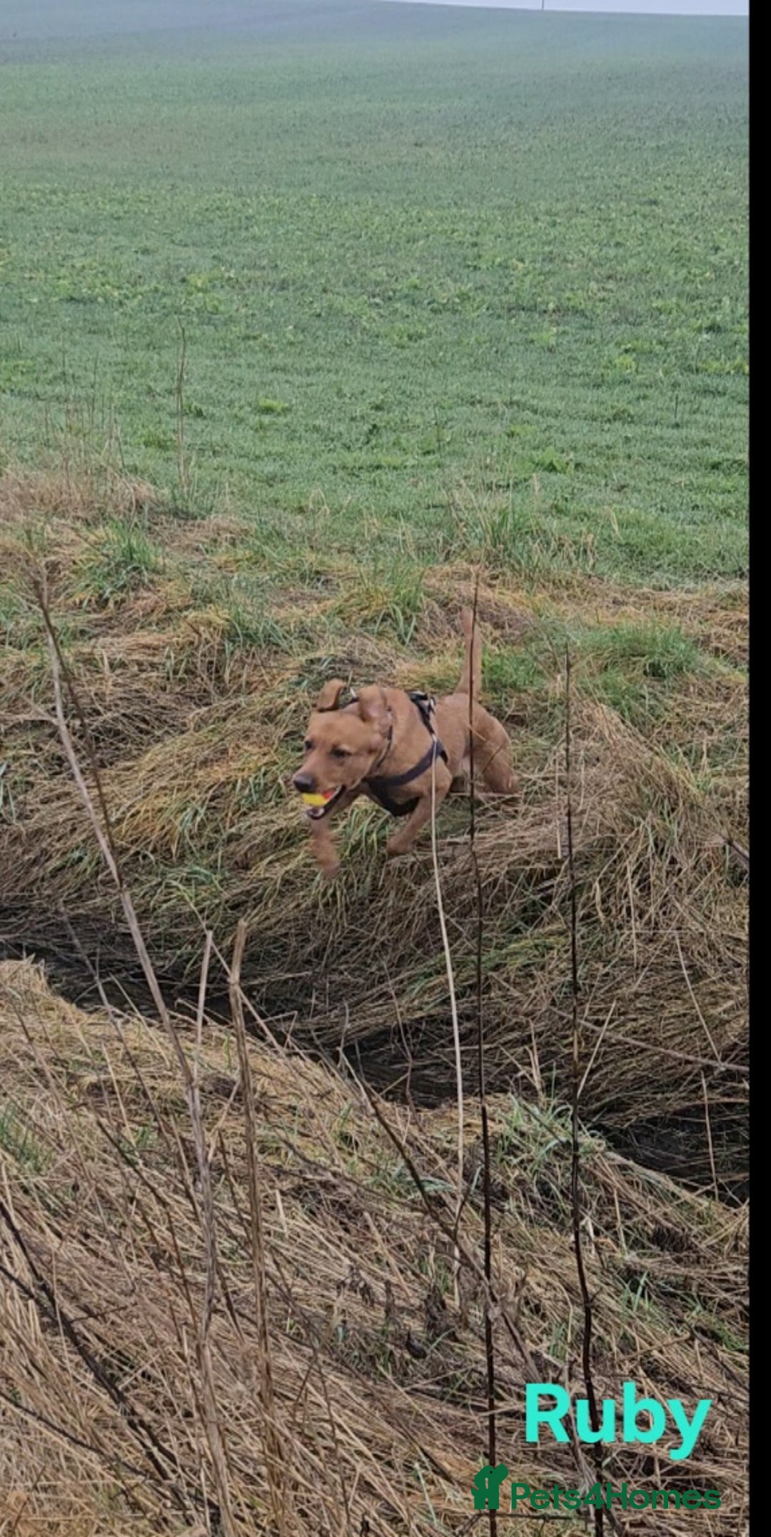 Labrador Retriever dogs for sale: Fox Red Labrador Retriever KC Registered puppies in Wetherby - Image 17