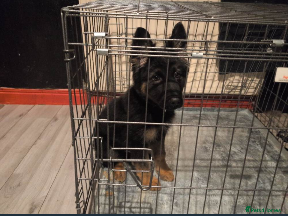 German Shepherd dogs Gorgeous German Shepherd puppy - Advert 1