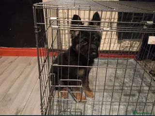 German Shepherd dogs Gorgeous German Shepherd puppy - Advert 1