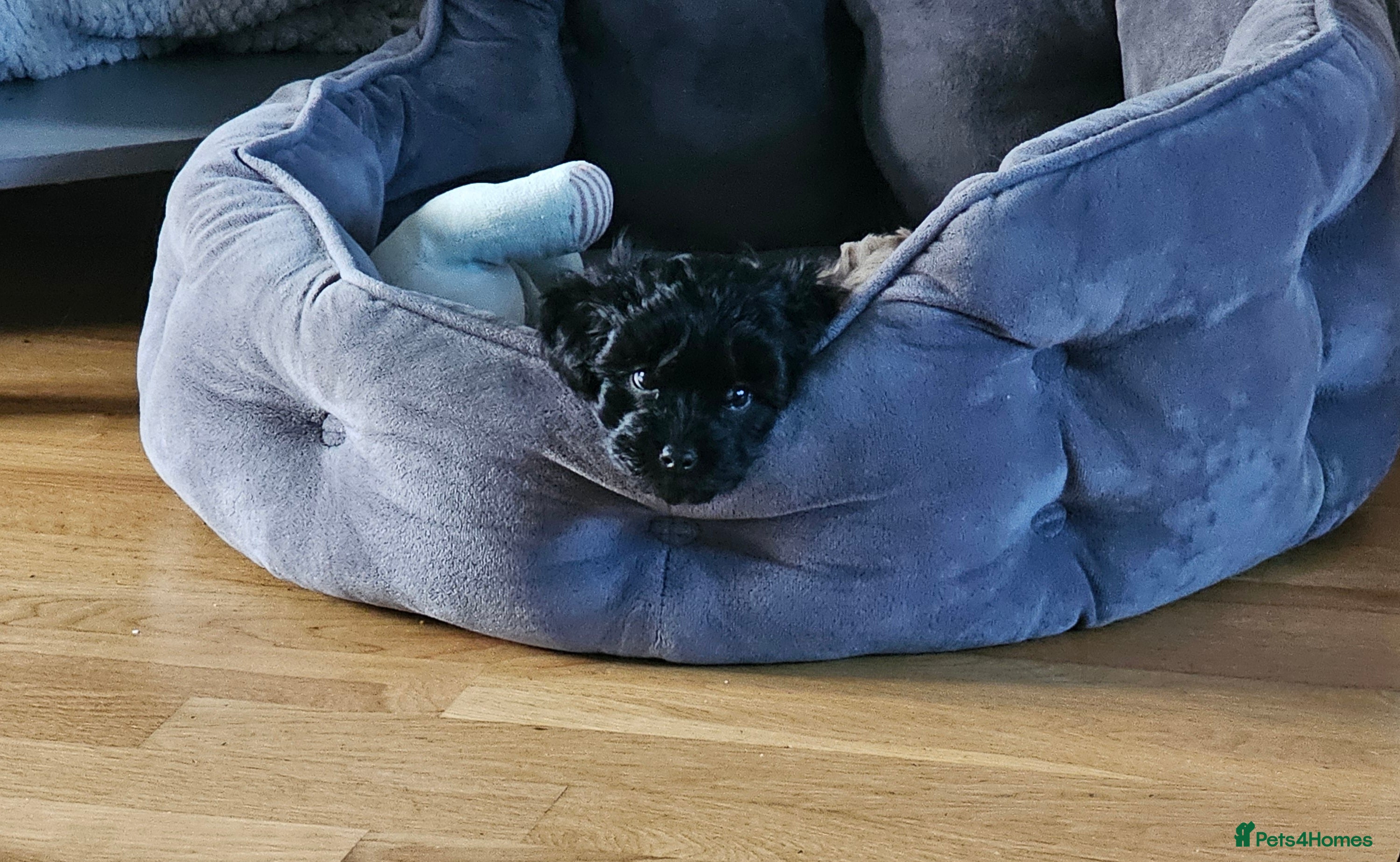 Maltipoo dogs Adorable merle and black maltipoos ready now! - Advert 1