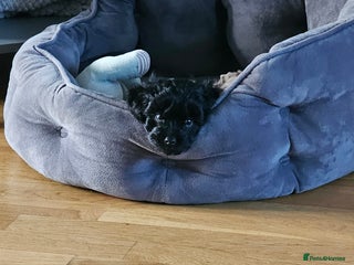 Maltipoo dogs Adorable black maltipoo ready now! - Advert 6