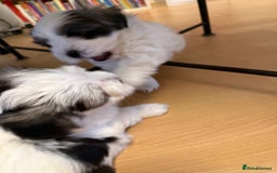 Bichon Frise dogs for sale: Bichon Maltese for sale  - Image 3