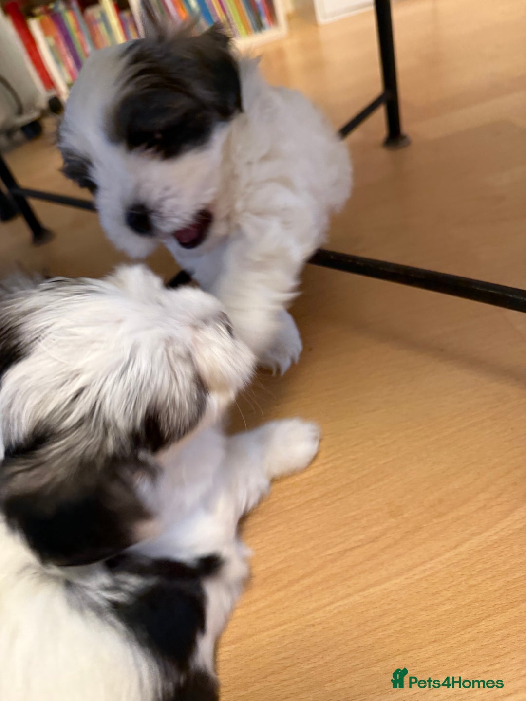 Bichon Frise dogs for sale: Bichon Maltese for sale  - Image 3