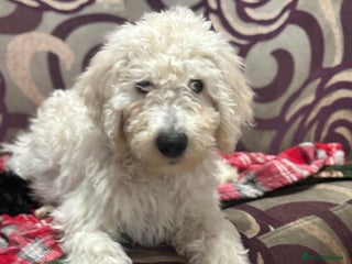 Goldendoodle dogs Golden doodle F1B stunning puppies - Advert 6