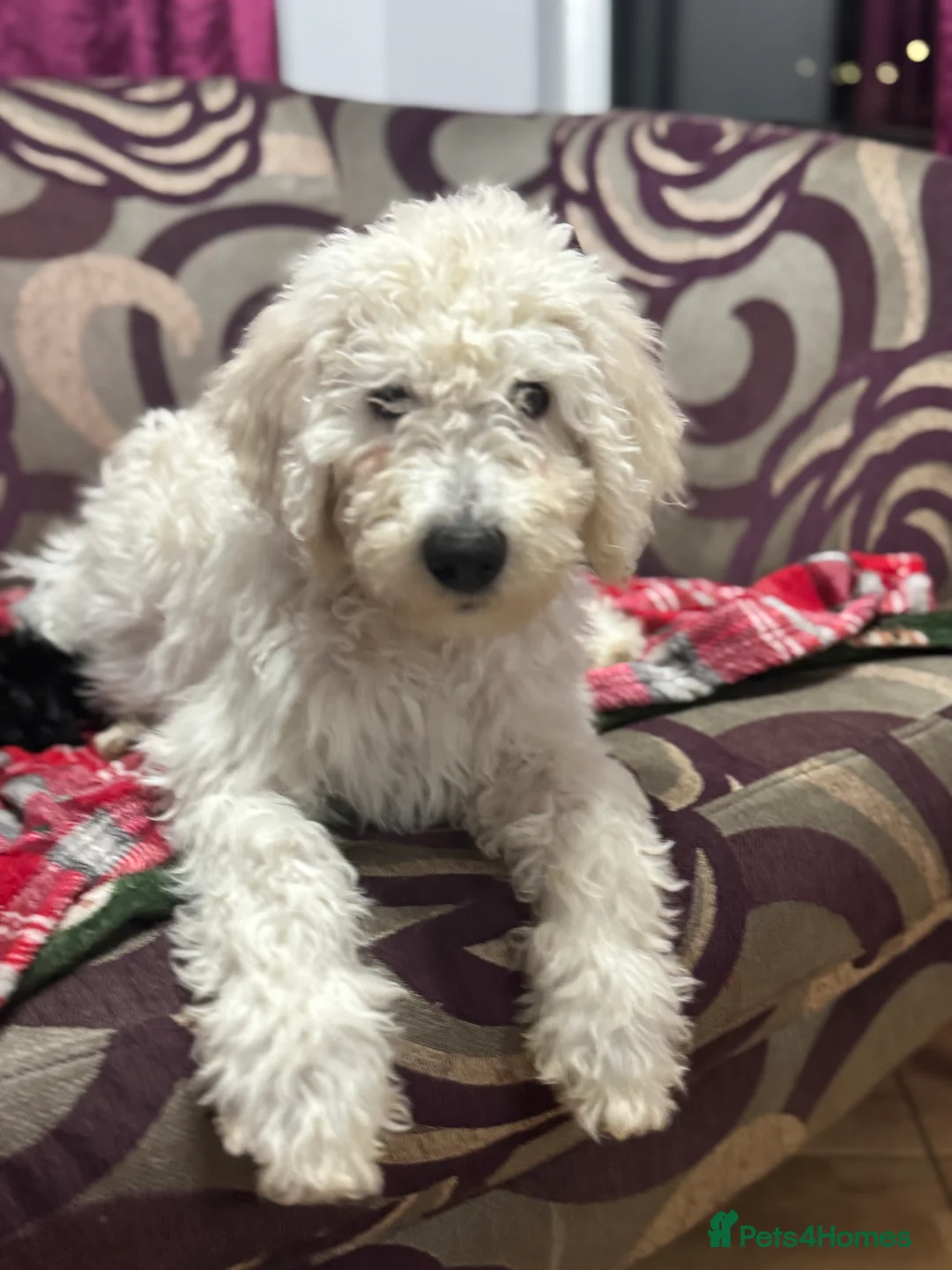 Goldendoodle dogs for sale: Golden doodle F1B stunning puppies  - Advert 17