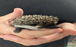 Pygmy Hedgehog rodents for sale: Gorgeous African Pygmy hedgehogs. Lots for sale! - Image 2