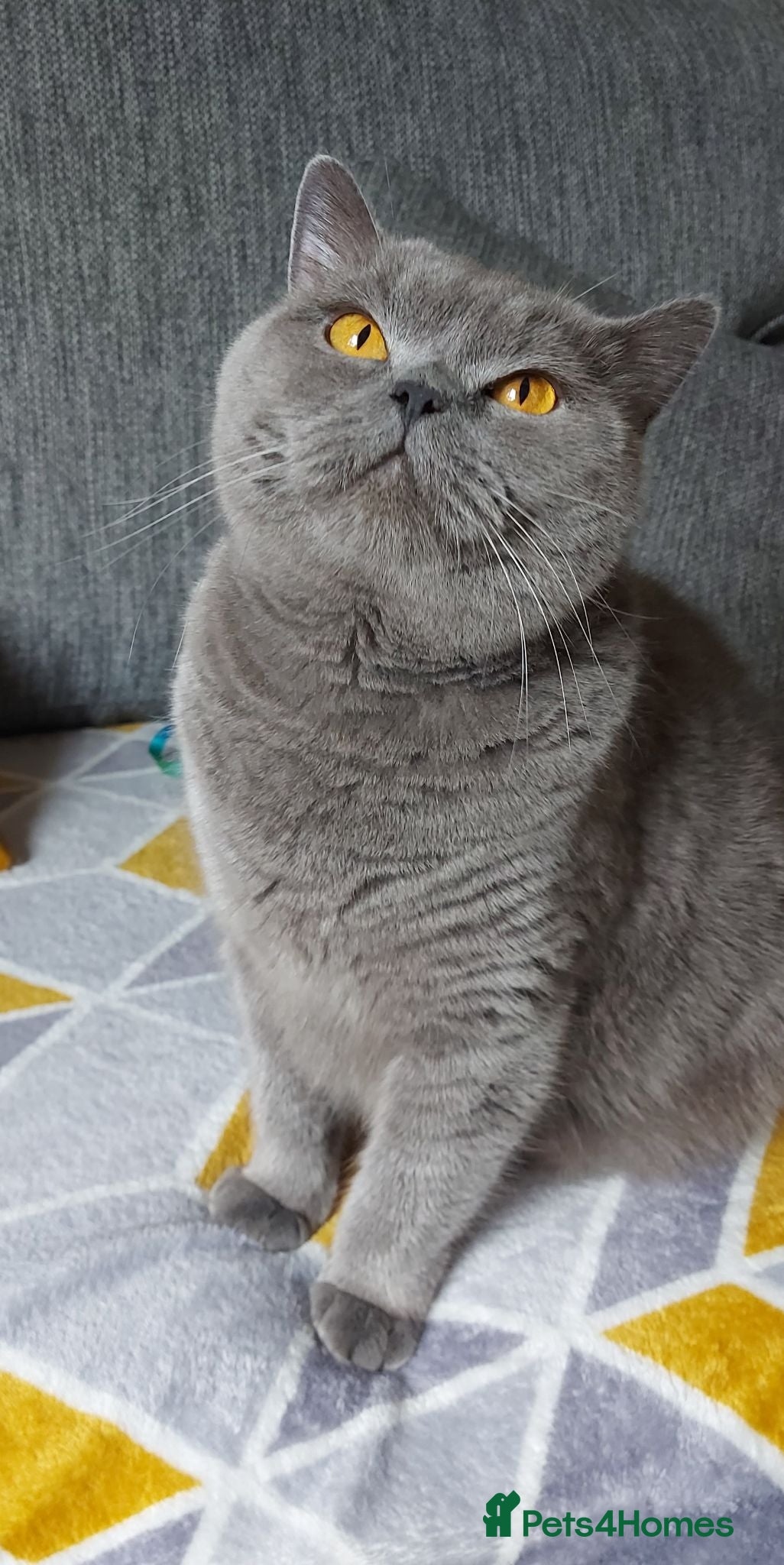 British Shorthair cats GCCF Pedigree British Shorthair Kittens - Advert 1