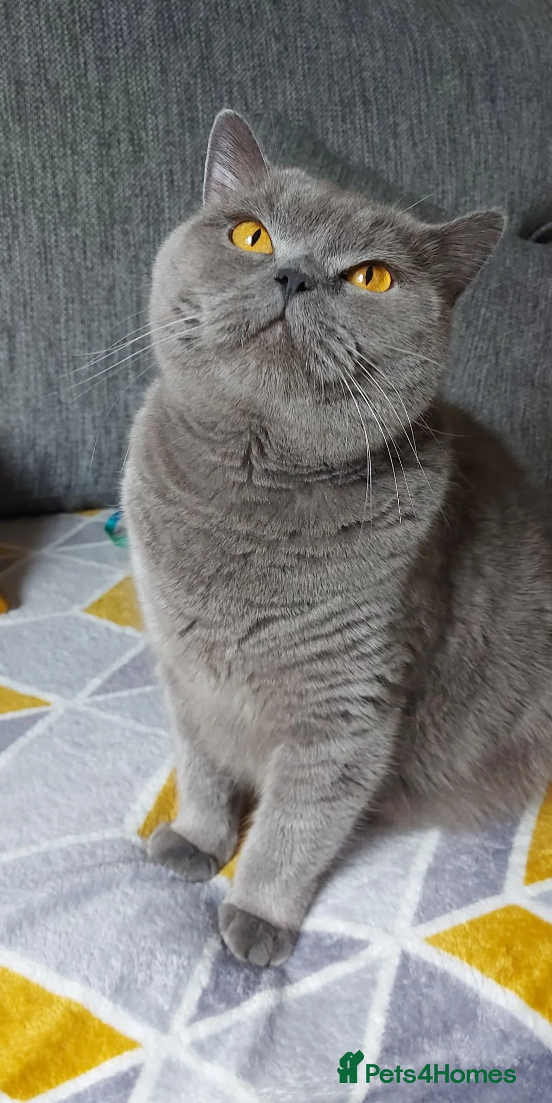 British Shorthair cats for sale: GCCF Pedigree British Shorthair Kittens - Advert 1