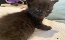 Domestic Shorthair cats for sale: 3 gorgeous kittens ready for their new home - Image 3