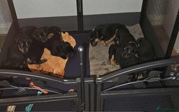 Mixed Breed dogs for sale: Rottweiler x American Staffy Puppies - Image 4