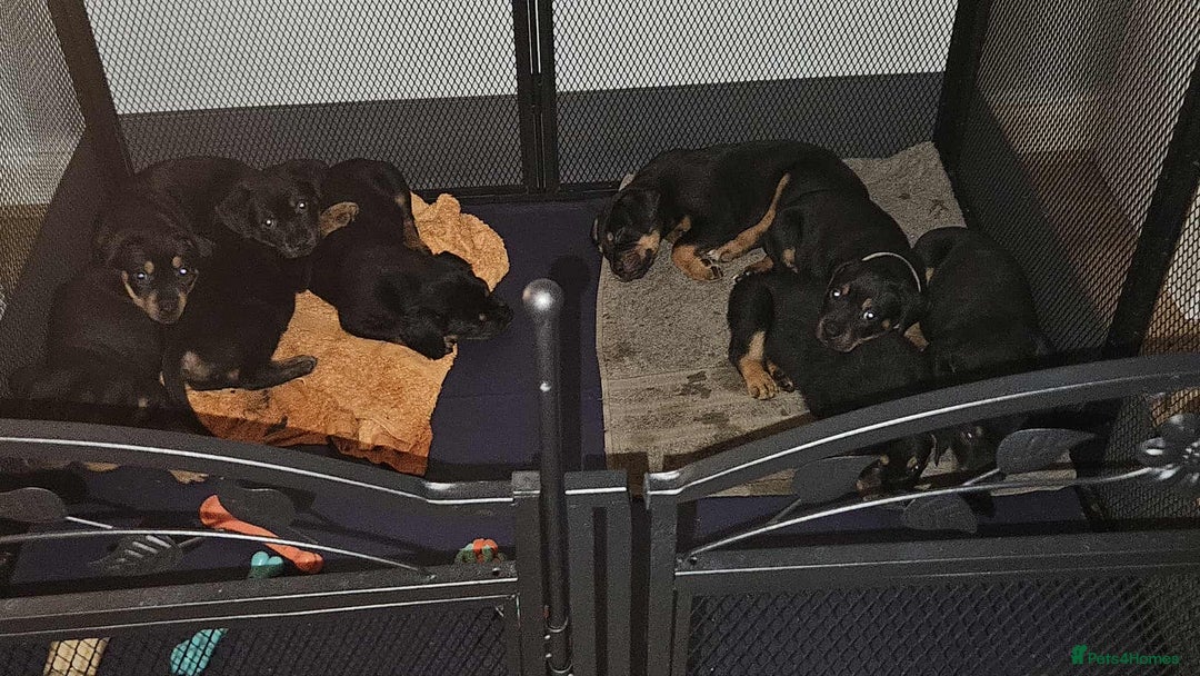 Mixed Breed dogs for sale: Rottweiler x American Staffy Puppies - Image 4