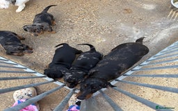 Dachshund dogs for sale: Datchound puppies  - Image 4