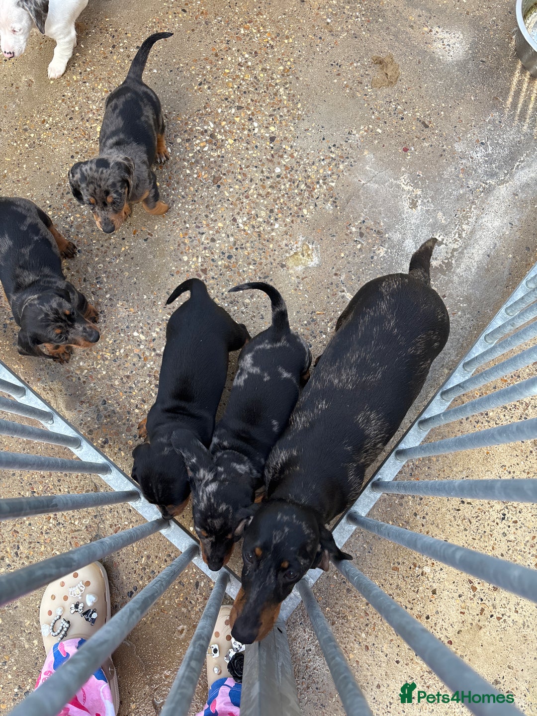 Dachshund dogs for sale: Datchound puppies  - Image 4