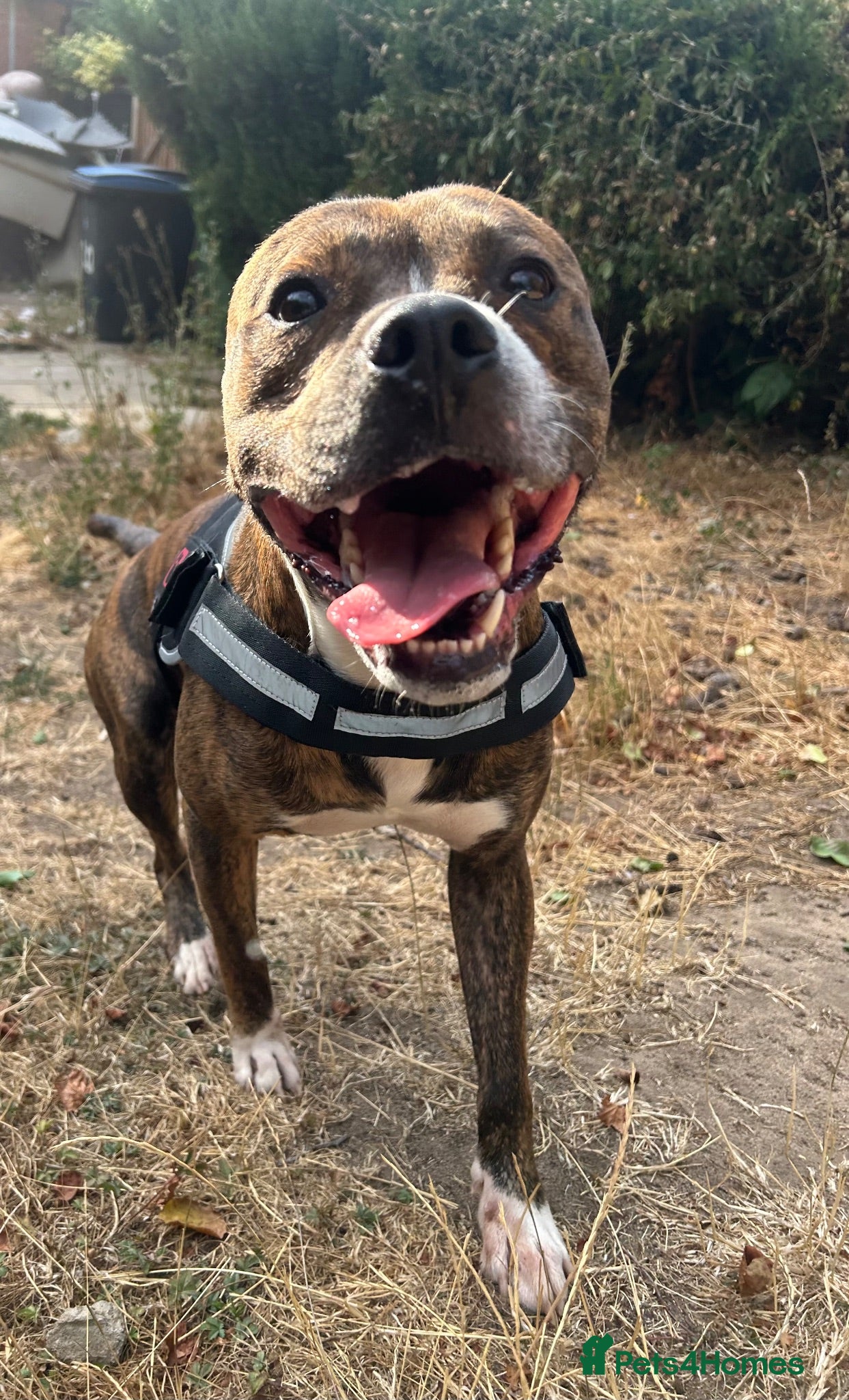 Mixed Breed dogs Boxer/Staffy- please read description* - Advert 8