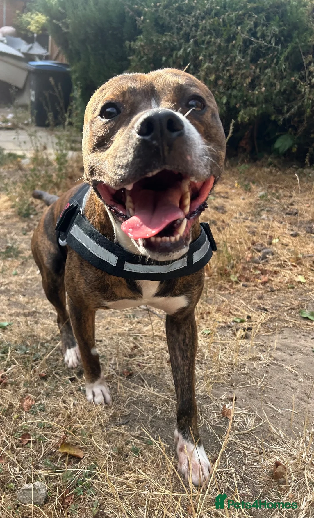 Mixed Breed dogs for sale: 4 year old Boxer/Staffy- please read description - Advert 1