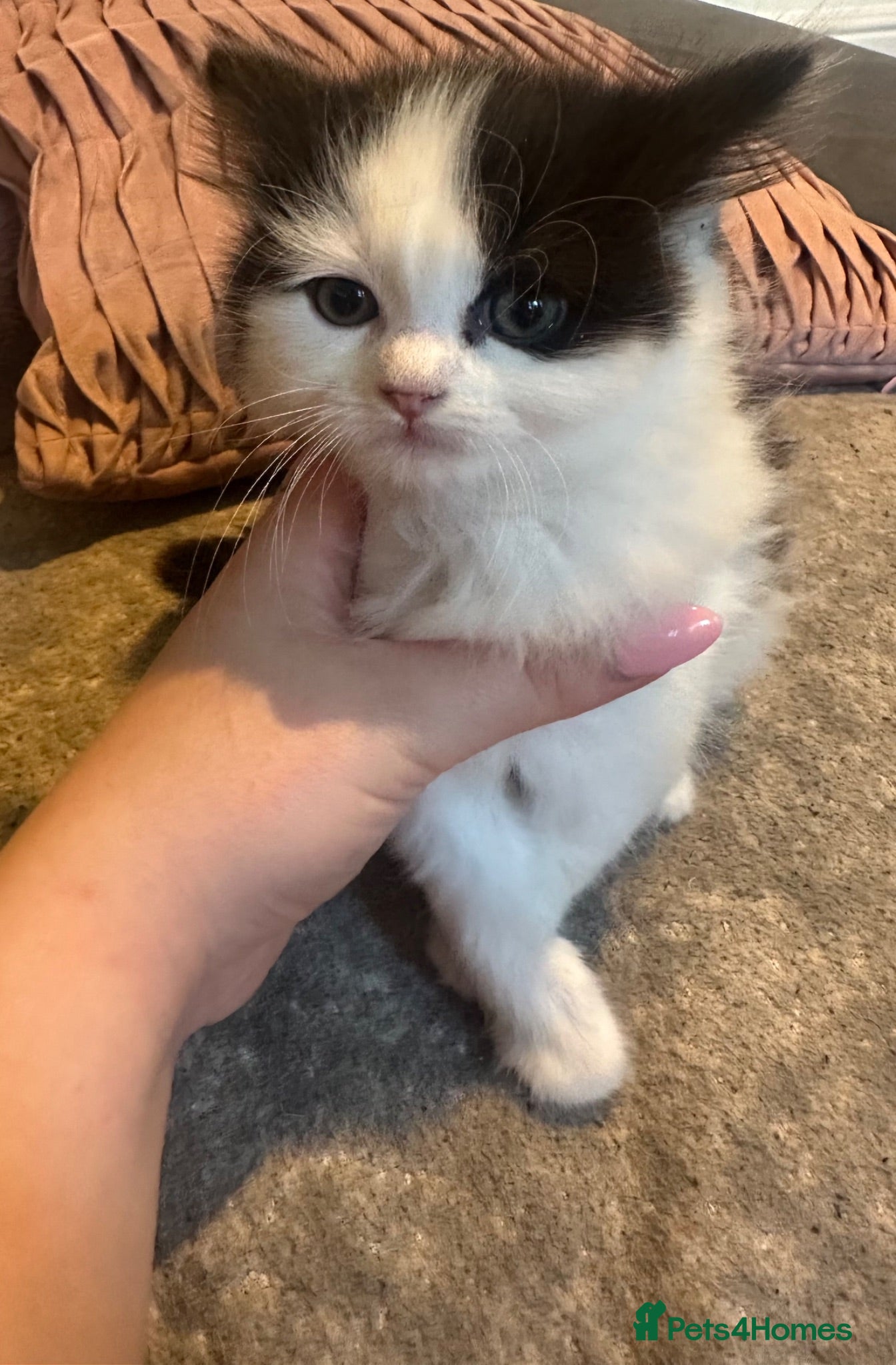 Ragdoll cats Ragdoll cross (mother is the ragdoll) kitten £200 - Advert 12