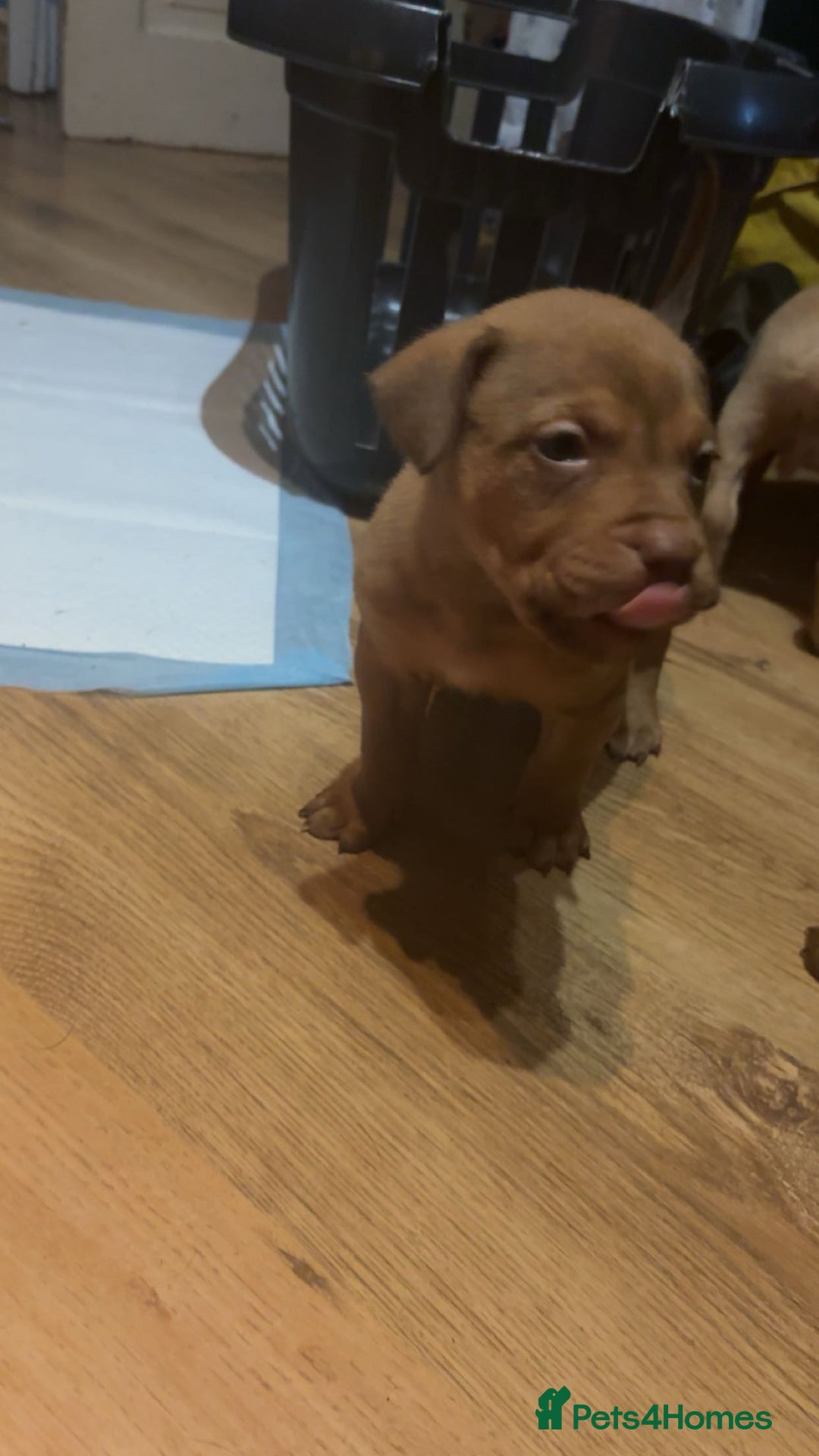 Mixed Breed dogs for sale: mastiffxrottweiler available now last 3 girls left - Advert 19