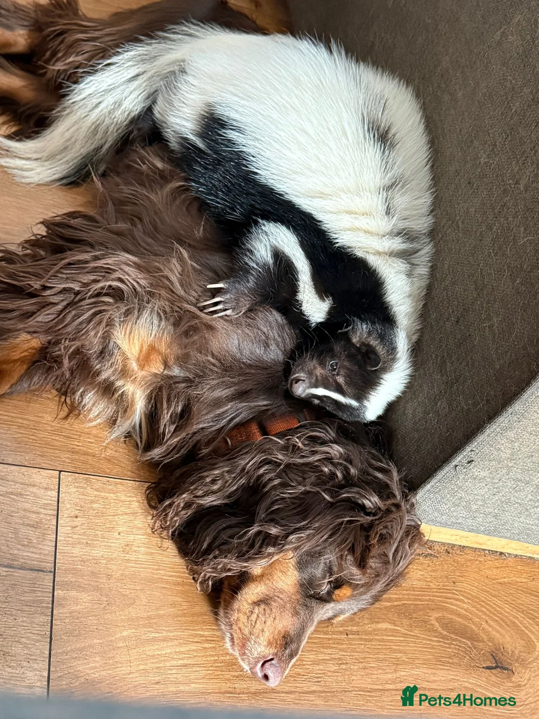 Cocker Spaniel dogs for sale: Liver (Chocolate) Working Cocker Spaniel Puppies  in Stourbridge - Advert 17