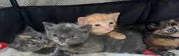 Mixed Breed cats for sale: Half main coon - Advert 13