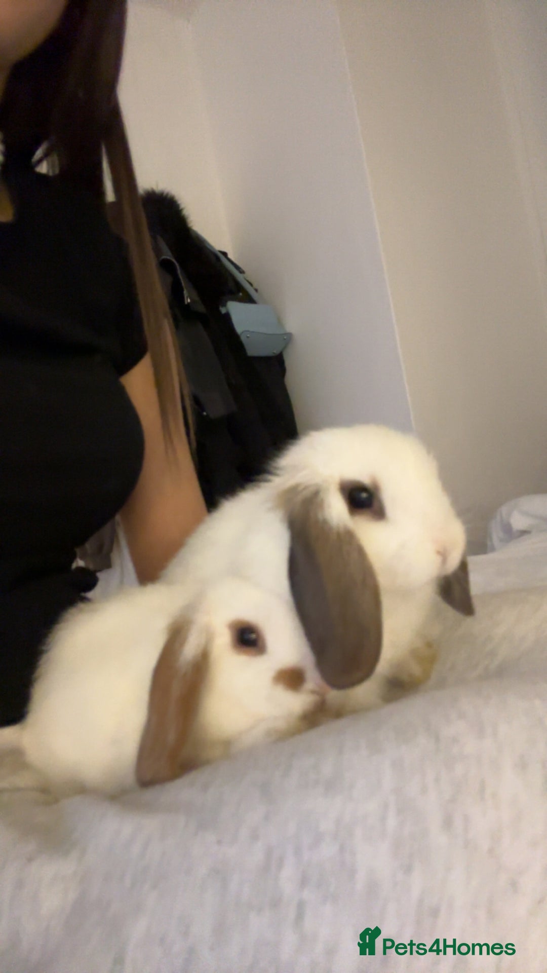 Mini Lop rabbits for sale: Mini lops - Advert 6