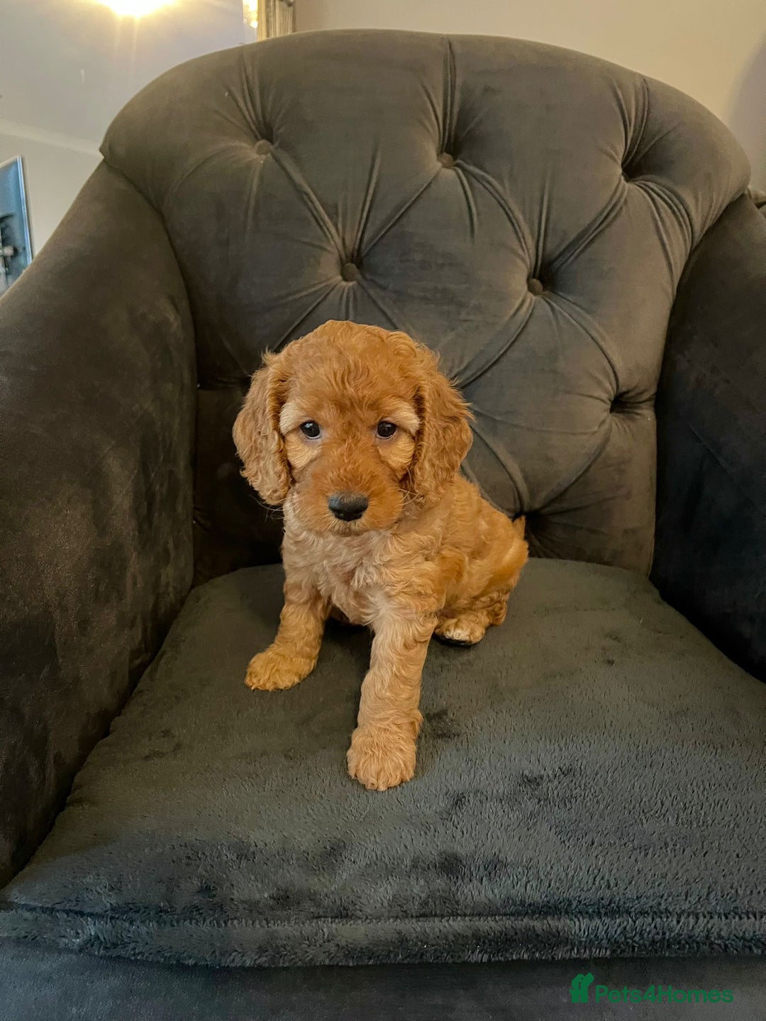 Cockapoo dogs for sale: F2 Cockapoo Puppies Ready for Forever Homes 🐶  - Image 5