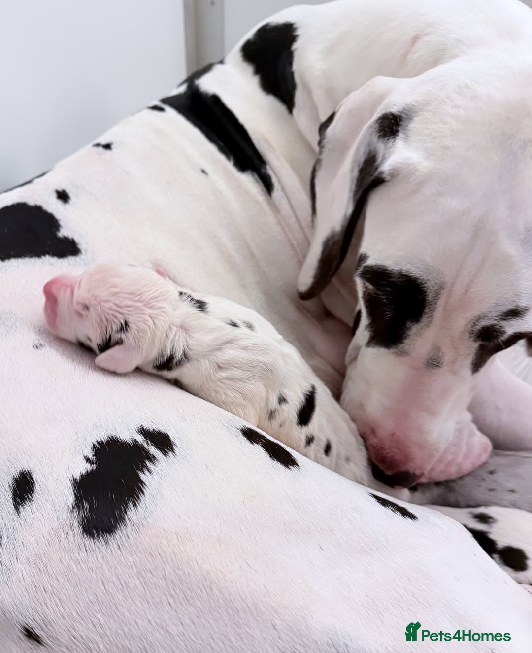 Great Dane dogs for sale: Great Danes Available–Gentle Giants in the Making - Advert 28