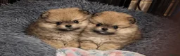 Pomeranian dogs for sale:  Beautiful Pomeranian Girls  - Advert 5