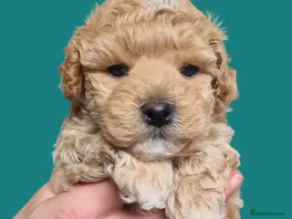 Maltipoo dogs Family Raised 3 Gen Pedigree Maltipoo🐾DNA Cleared - Advert 10