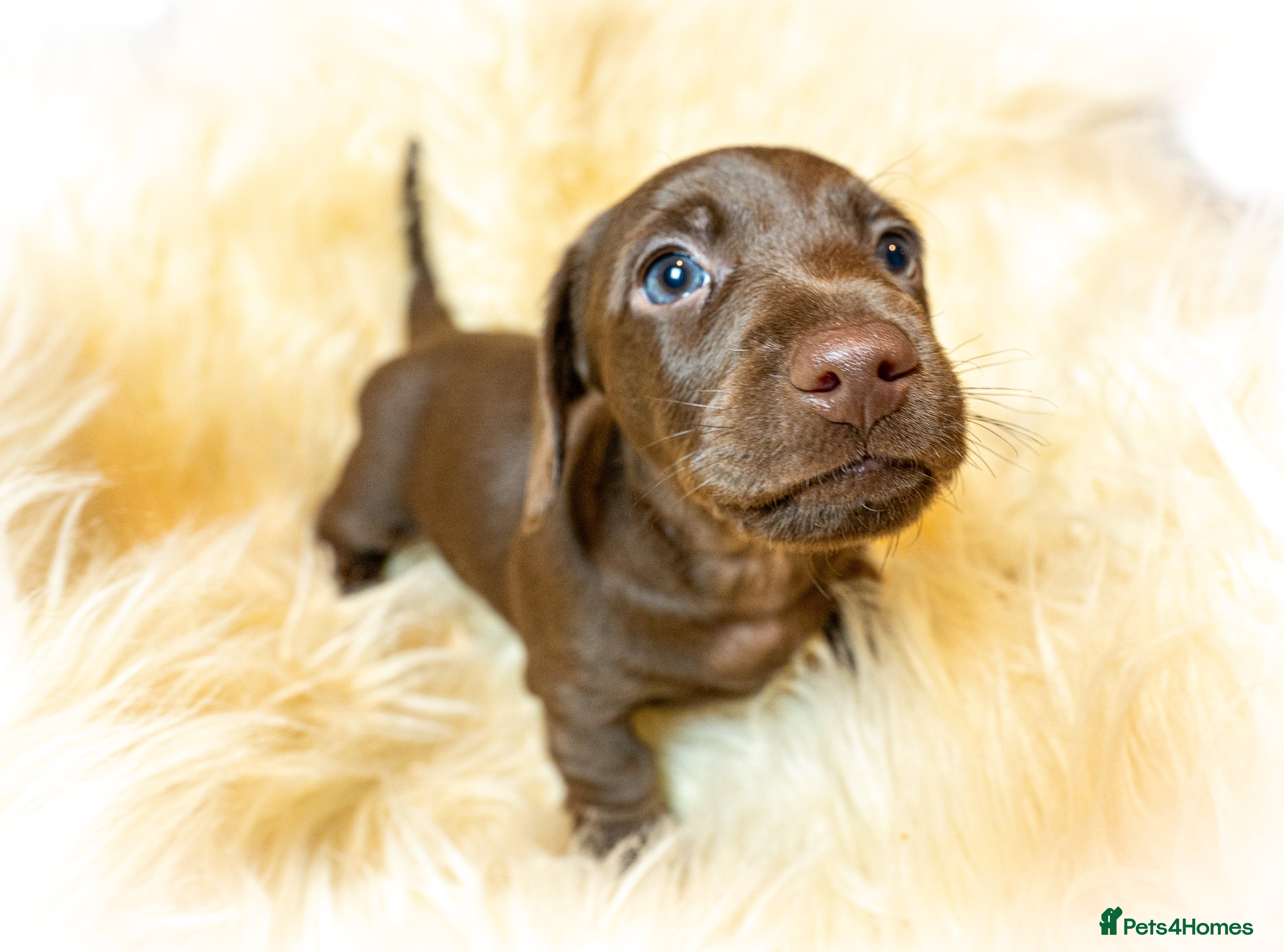 Miniature Dachshund dogs Miniature Dachshund - Advert 2