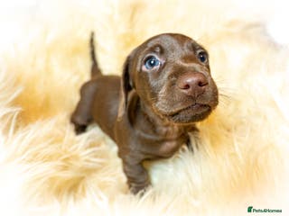 Miniature Dachshund dogs Miniature Dachshund - Advert 2